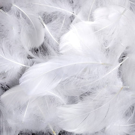 Plumes